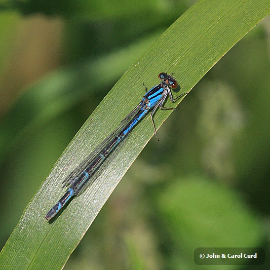 IMG_7378 Enallagma cyathigerum fermale.JPG